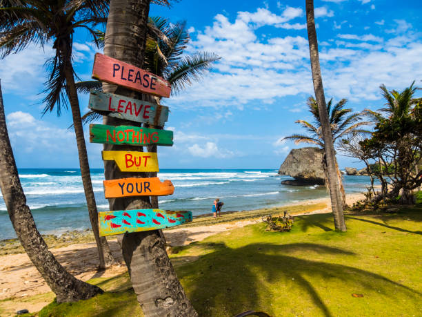 Colorful signs on a palm tree in barbados