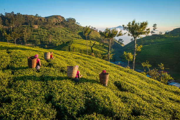 Aerial view - Tamil women plucking tea leaves near Haputale, Sri Lanka ( Ceylon ). Sri Lanka is the world's fourth largest producer of tea and the industry is one of the country's main sources of foreign exchange and a significant source of income for laborers.